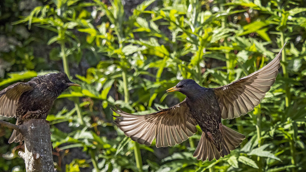 Starlings preparing to fight.